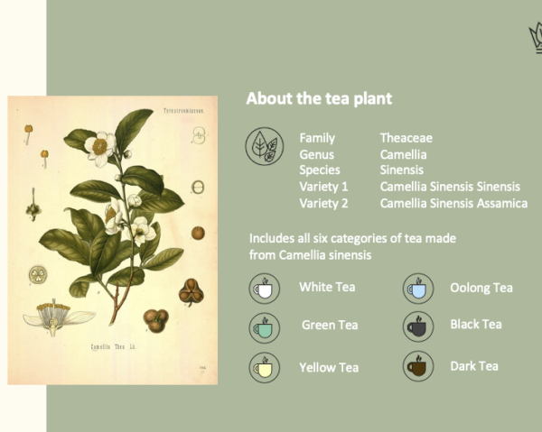 Camellia plant